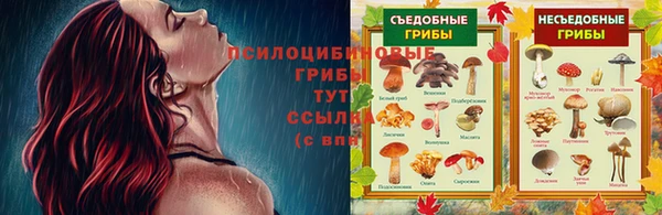 хмурый Белокуриха